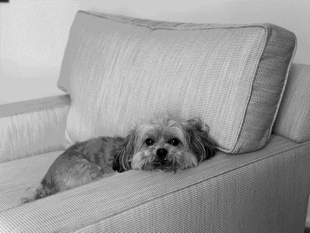 A dithered image of my dog, Myron