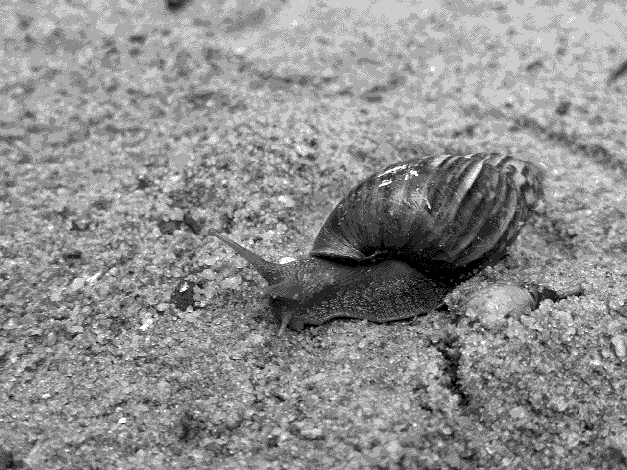 A giant garden snail, just out there doing its thing.
