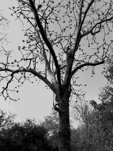A fun looking tree. It's bark produces a powder that's reflective in moonlight.