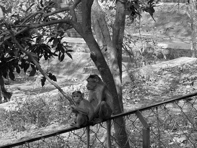 Met some monkeys on our way out of the park.