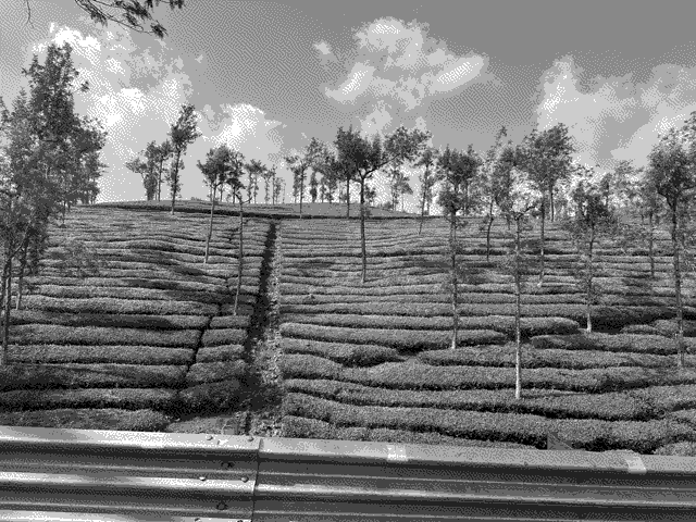 On the way to Thekkady we passed several tea plantations.
