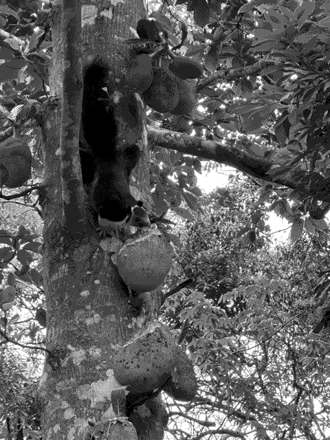 Minutes after we entered the National Park, we caught this <a href=https://en.wikipedia.org/wiki/Indian_giant_squirrel>Malabar giant squirrel</a> nibbling on a jackfruit.