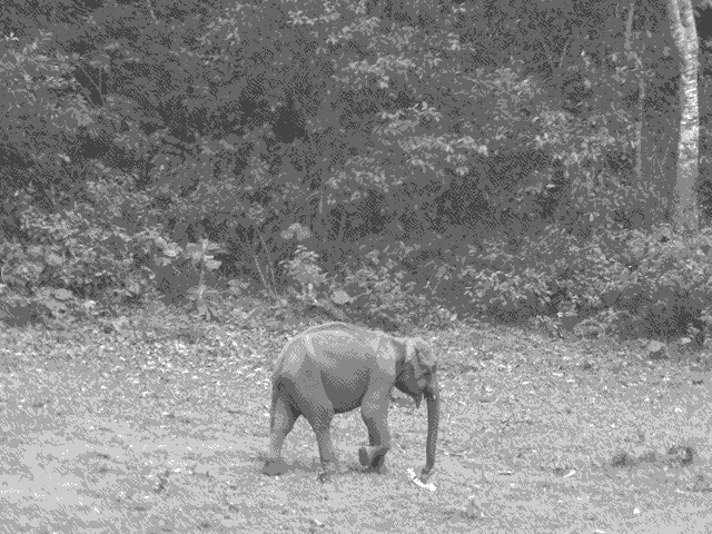 We saw several Indian elephants in the wild. This guy was notable because he had tusks, a sign of success for anti-poaching efforts.