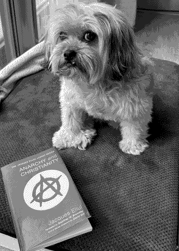 a picture of 'Anarchy and Christianity' by Jacques Ellul in situ.